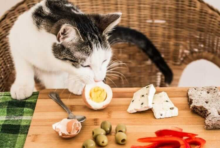 Pets4U tweet media