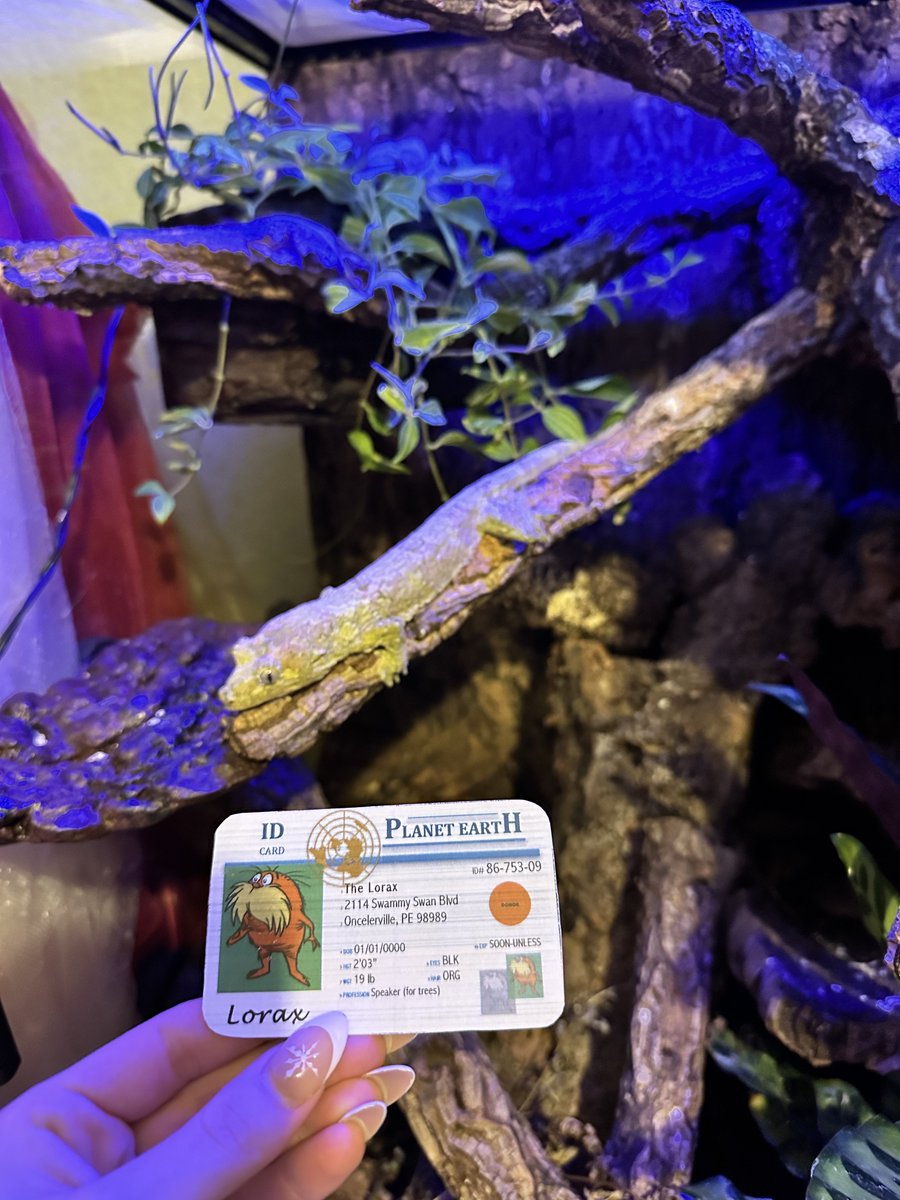 FhsYasmeen's tweet photo. This is Groot, He is a Chahoua gecko. Geckos are R-Strategists and produce multiple offspring. These R-strategists are more weaker organisms, that don't raise/tend to their young. They are usually smaller and less intelligent than a K-species. #apeseco @franklinlorax https://t.co/mmmbwOUooa
