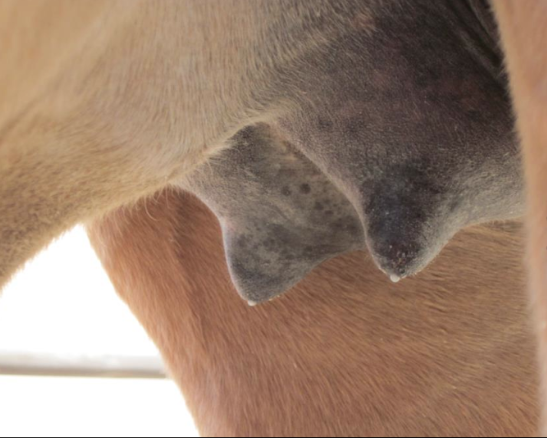 ShutUpaSec's tweet photo. in this week's episode with @zoesanspants we discuss horse tits, human tits and eating exotic meats. Many have described it as "the most educational episode of SUAS". Enjoy! https://t.co/gR1BRblrar