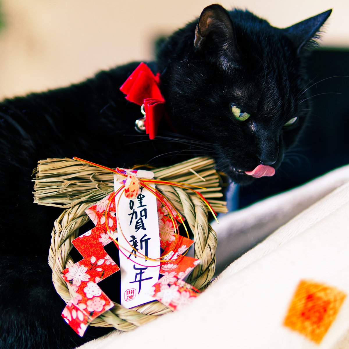 iida_c_f's tweet photo. 謹賀新年？何それ美味しいの？
寝ては食べの黒猫のTapio (タピオ) です。 https://t.co/edxpy9FL8e