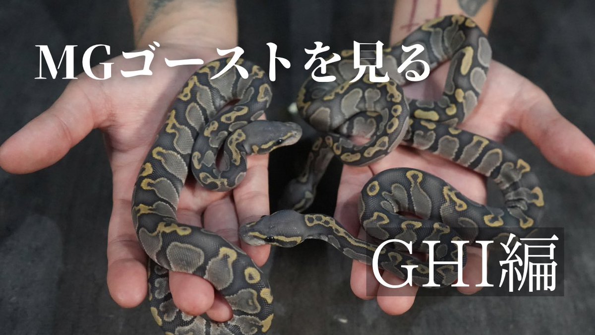 【動画更新わず】
と言うわけで
サイレント投稿しておりまして、、
MG紹介GHI編でございます。
よろしくお願い致します👻
↓
youtu.be/eqnZKmR9y0U

#DEUBY