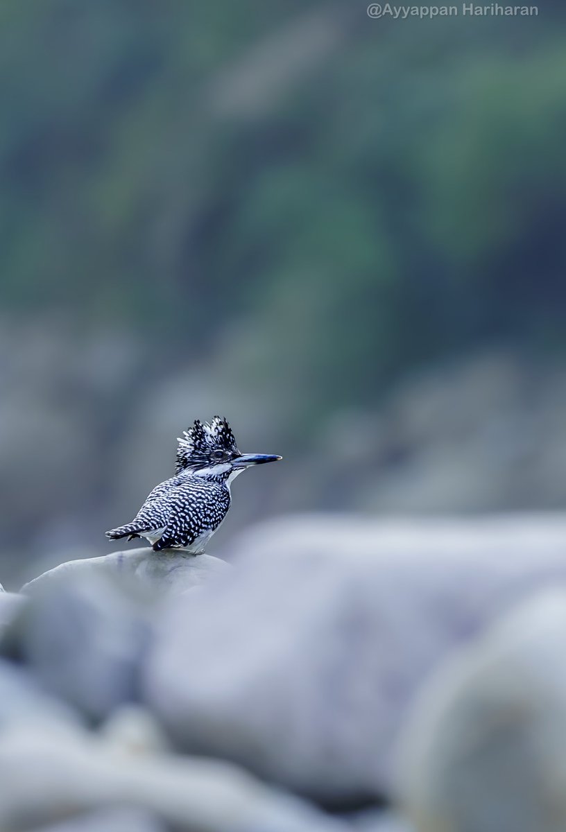 The king of the silver mountains. Crested-kingfisher #IndiAves #BBCWildlifePOTD #natgeoindia #ThePhotoHour #SonyAlpha @UTDBofficial Pic from Jim Corbett outskirts.