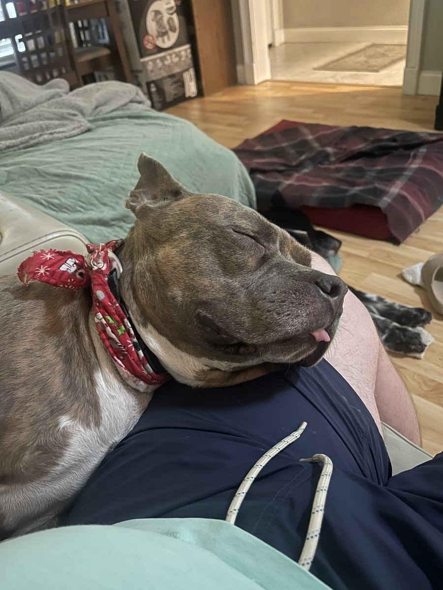 A picture of my dog napping on my lap.  That’s it, that’s the tweet.