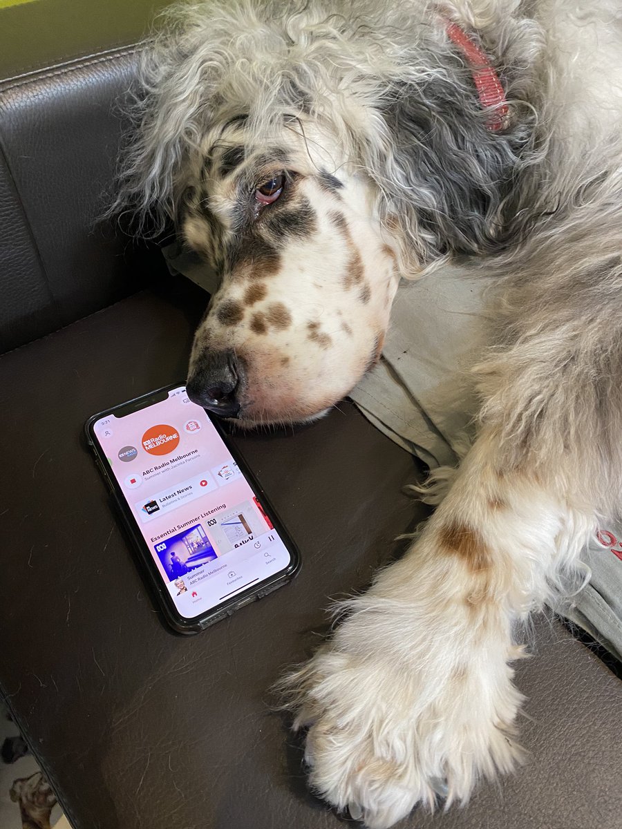 Lionel’s getting comfortable and ready to listen to @abcinmelbourne with @Bridie_OD after 430 when I’ll be discussing @cityofmelbourne’s newly released doggy data! (Including large dogs in Kensington!)