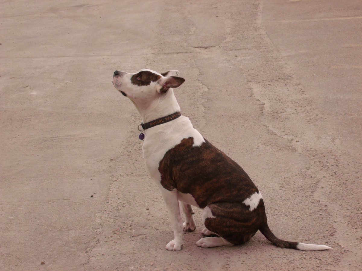 BodenCassandra's tweet photo. It's time. We will be saying Goodbye to the bestest boy tomorrow. 10 years was not long enough and I will miss him forever.
Rascal Smalls 2014-2024😭😭😭😭😭😭 https://t.co/mJxl6yuVPK