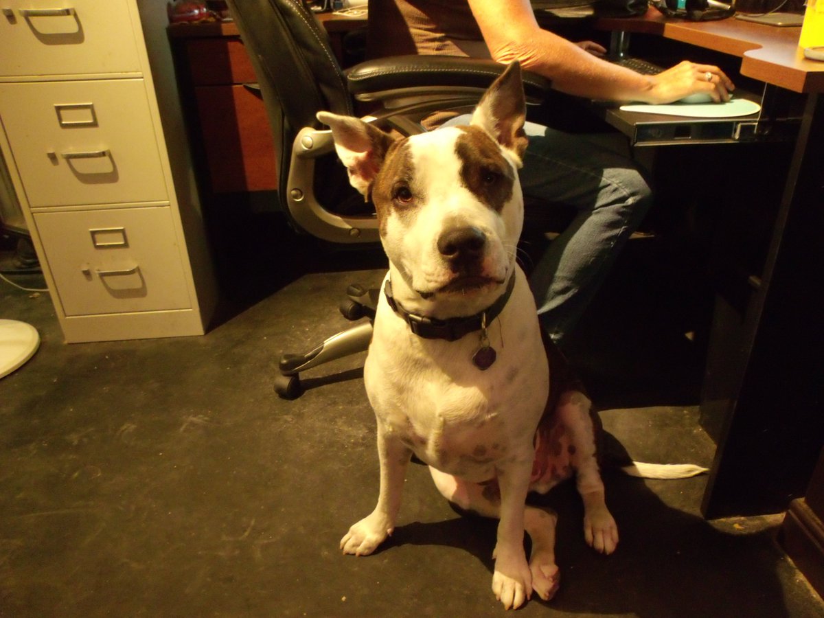 BodenCassandra's tweet photo. It's time. We will be saying Goodbye to the bestest boy tomorrow. 10 years was not long enough and I will miss him forever.
Rascal Smalls 2014-2024😭😭😭😭😭😭 https://t.co/mJxl6yuVPK