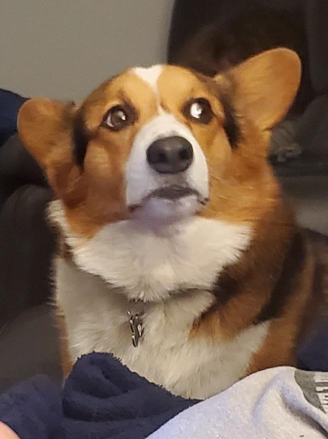 Pet time not over already, hooman..look into my eyes...I command...

#CorgiLovers #CorgiCrew #DogsofTwitter