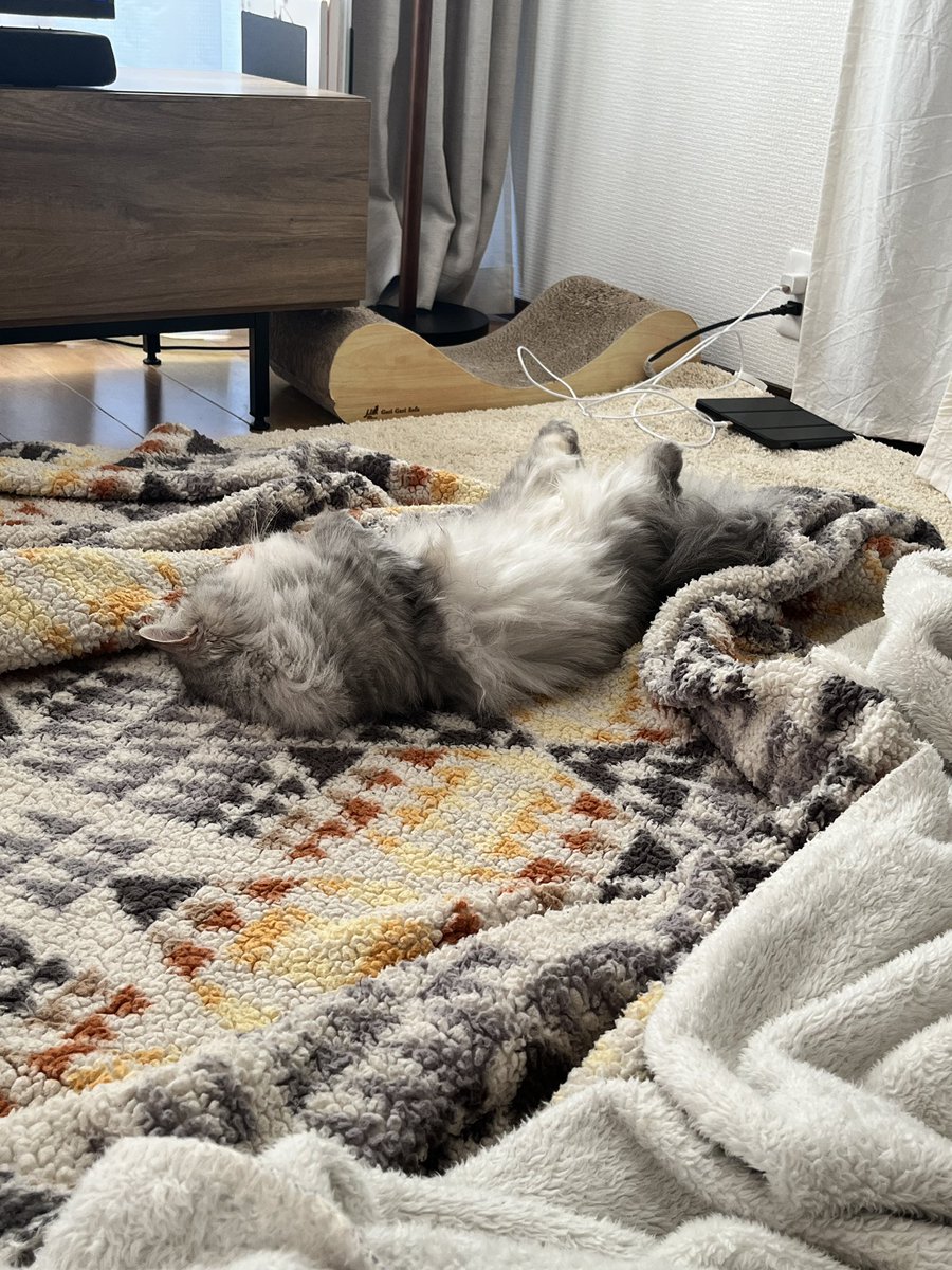 MiesCatLog's tweet photo. 余震は続くけど、やっと安心して寝られるようになったよ。
#猫がいる幸せ #ミヌエット https://t.co/boAwQBgUmj