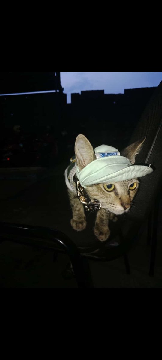 membaduttt's tweet photo. namanya gemoy 🦔 https://t.co/OEYOz0z3jd