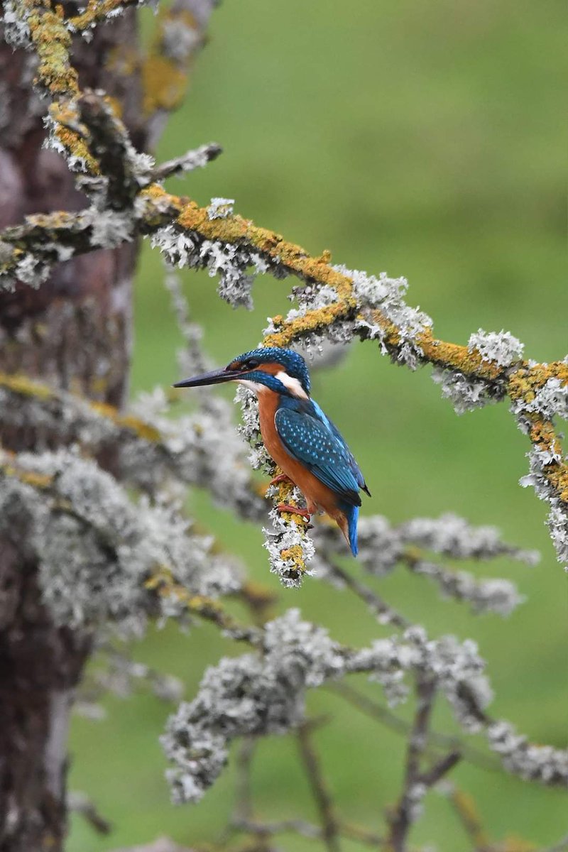 Sweet king🥰🥰
#wildlife #nature #lovebude 
#bude #Cornwall #Kernow #wildlifephotography #birdwatching
#BirdsOfTwitter
#TwitterNatureCommunity
#Kingfisher