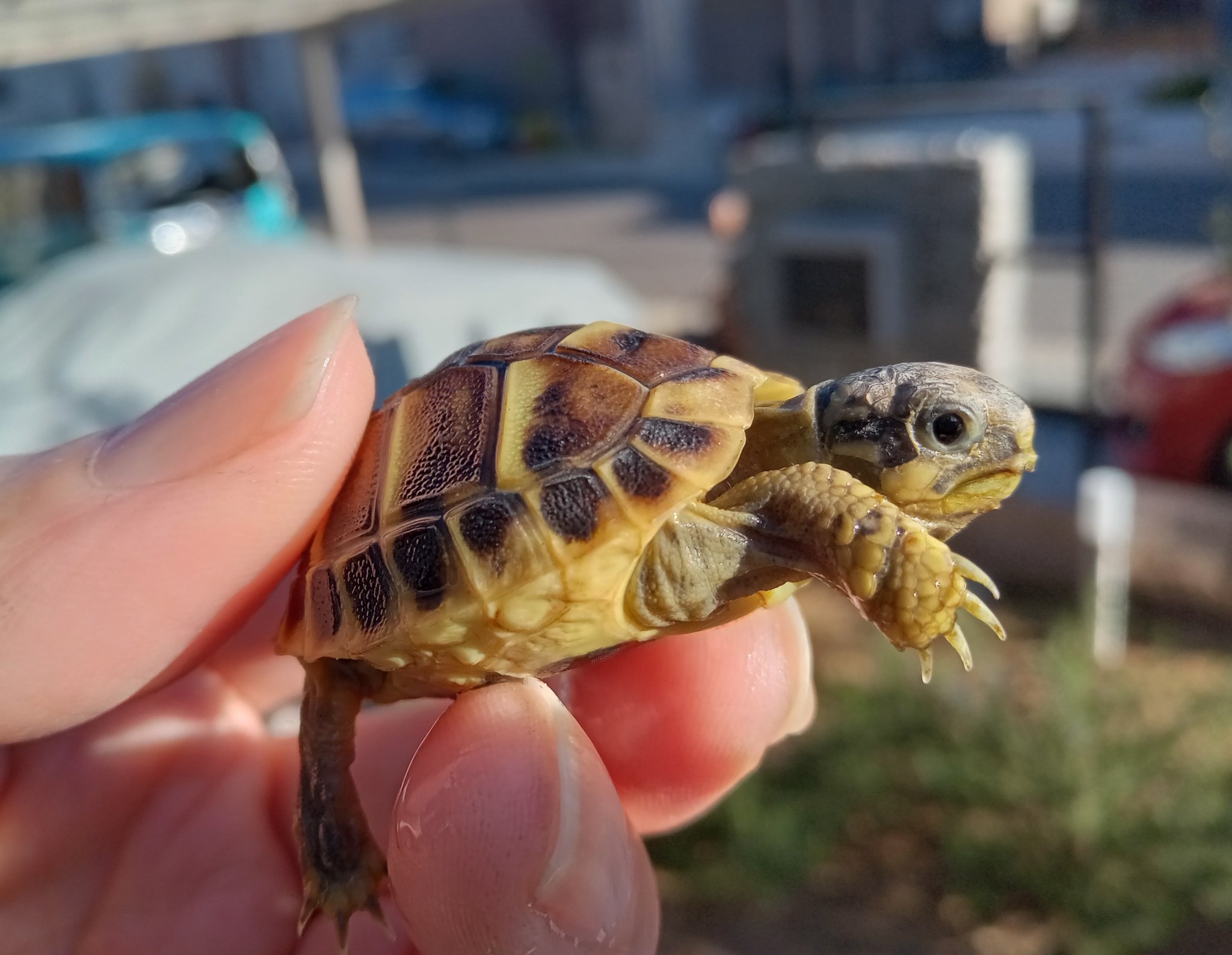 かめまろ (@3n92xLdlICIAF9J) / X