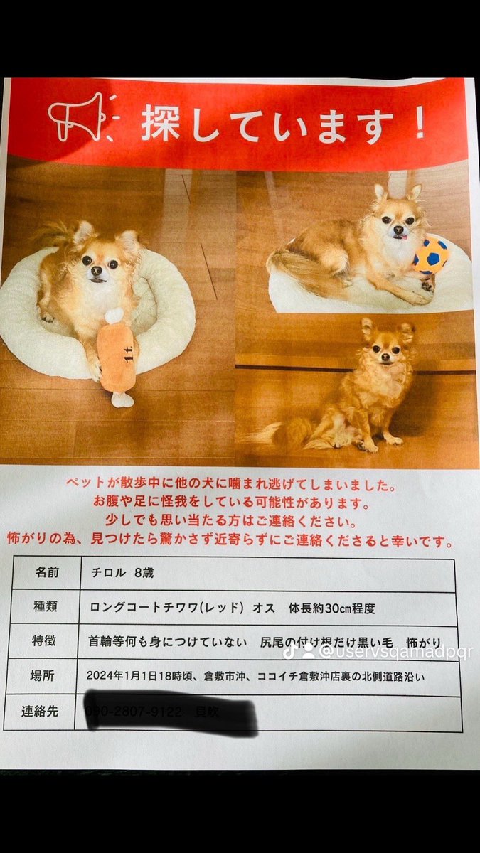 Urgf91ZH6hVzme5's tweet photo. 知り合いのワンちゃんが迷子になって、ご家族が懸命に探していますが、見つかりません。
少しでも情報を頂ければ幸いです。
倉敷CoCo壱沖店付近でいなくなりました。
#迷子
#迷子犬
#チワワ
#オス
#8歳
#行方不明犬
#倉敷市
#倉敷沖
#情報ください https://t.co/gSZannjFeA