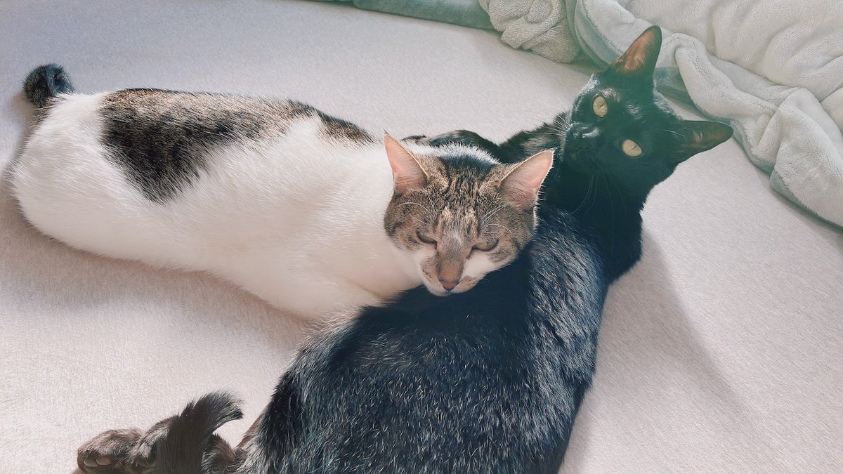 猫ちゃん今日もぽかぽか