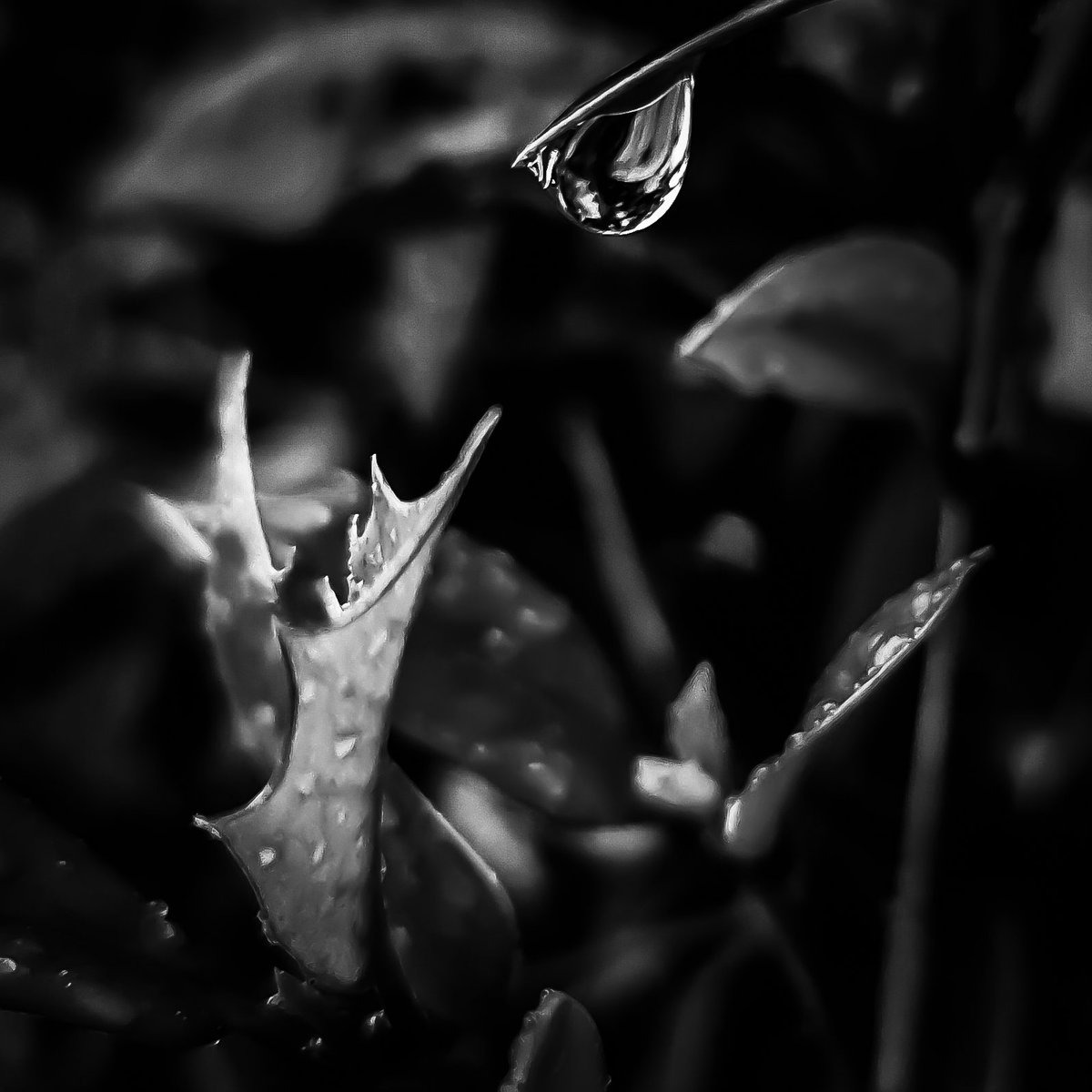 LaDaemonia's tweet photo. 〰️💧〰️
Auch bei #Regen lässt sich viel Schönes entdecken.
Guten Morgen 😊🍀
#fotografia #fotografie #photography #schwarzweissfotografie #blackandwhitephotography #swfotografie #bwphotography #blackandwhite
#raindrops #naturephotography #wassertropfen #waterdrop #aftertherain https://t.co/rUFk1Whuvj