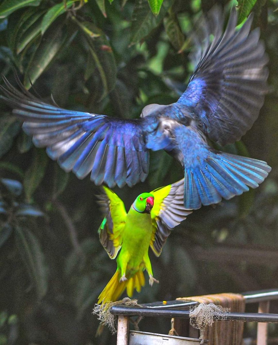 rameshpathania's tweet photo. Parrot takes on the crow. When the going gets tough, tough gets going #birds #parrots #crow #birdfights #nature #survival #food # https://t.co/iVtXfkb6zD