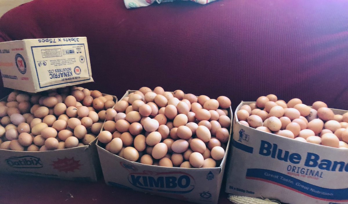 Hapa kazi tu🐔🐤

It’s January,just on time😝You can support us by getting a crate of eggs at ksh420 each..

#AgribusinessTalk254
