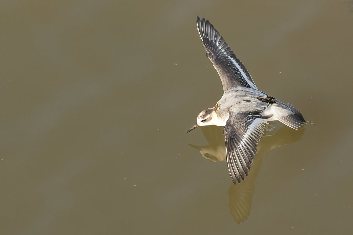 Grey Pharalope One of my favourites from last year #kidwellyquay