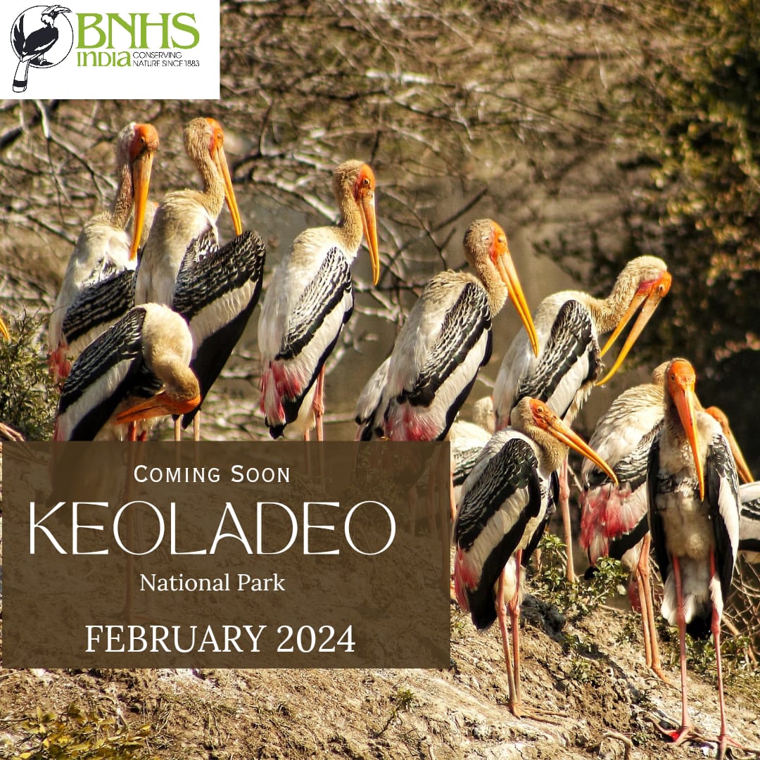 BNHSIndia's tweet photo. Explore the avian wonders at Keoladeo National Park, formerly Bharatpur Bird Sanctuary, during BNHS's upcoming camp in February 2024. This 29 sq. km World Heritage Site boasts nearly 400 bird species, with over 132 breeding within. Secure your spot by pre-registering for the camp through the form: https://t.co/zQHhCkaQeC. 

Don't miss the chance to witness incredible sightings like Siberian Rubythroat, Sarus Crane, and more!

#BNHS #Camp
