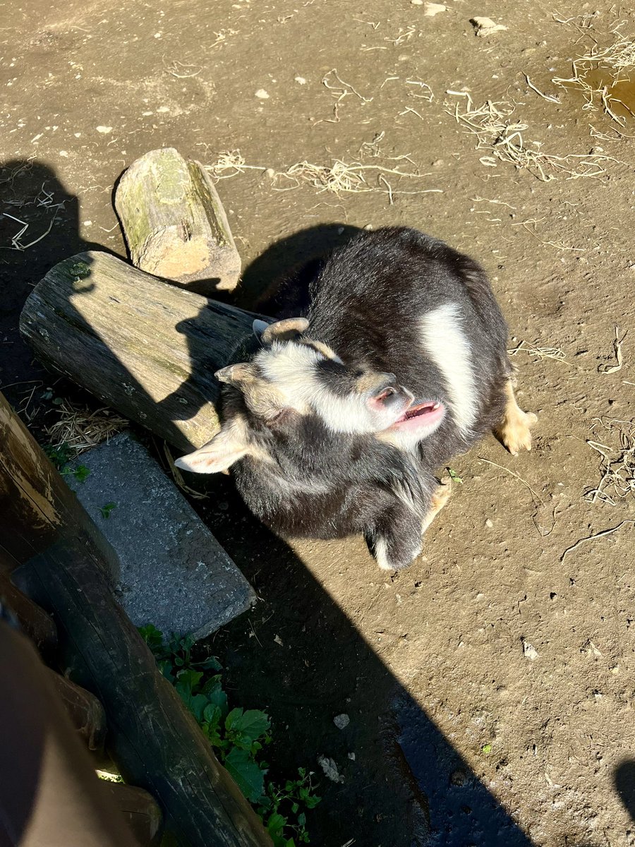 「動物園行ってきたんご」|つな基地🚅🚃💨のイラスト