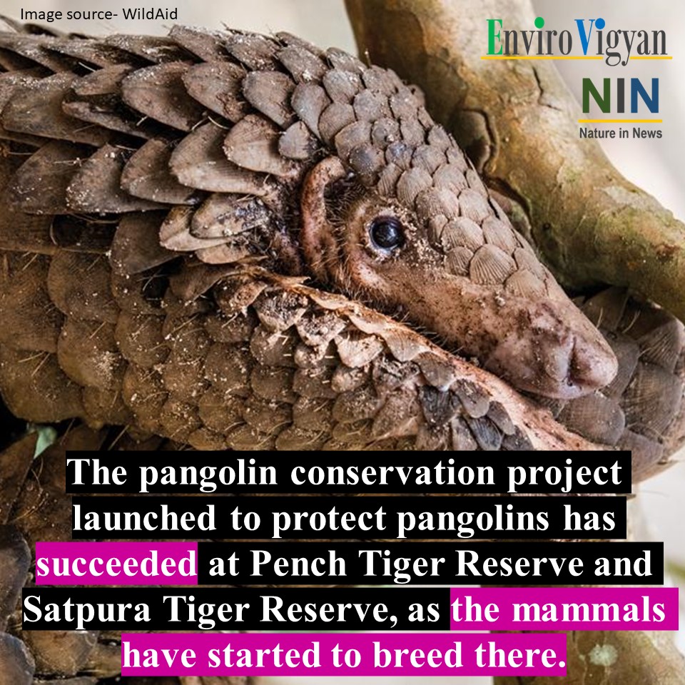 #natureinnews #environment #nature #wildlife #pangolins #protectpangolins #pangolinconservation #penchtigerreserve #satpuratigerreserve #savewildlife #wildlifeconservation #mammals #india
