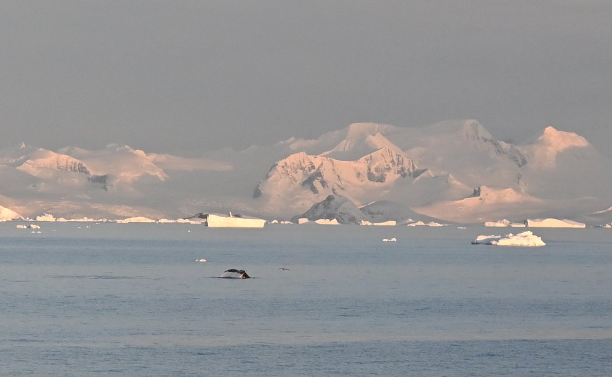 Dr Christelle Auguste tweet media