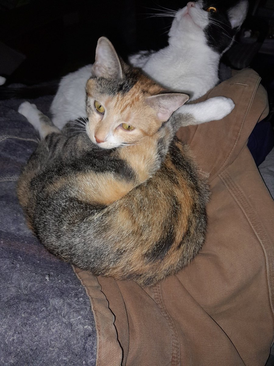 The__Tark's tweet photo. @VyneHellebore Super adorable kitties sending the goodness vibes https://t.co/G6arwIJtaR