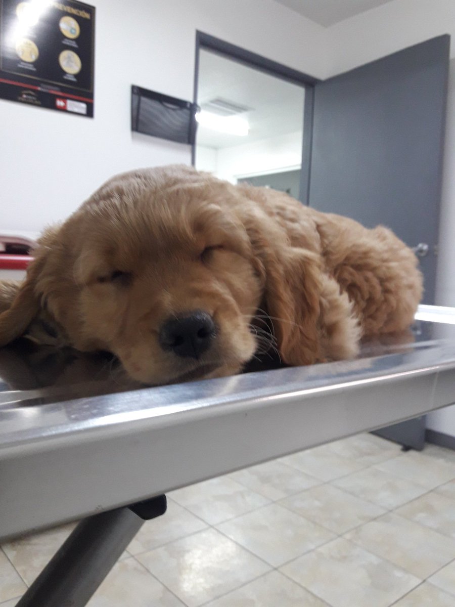 martty120's tweet photo. Orión, su primer vacuna 😍 https://t.co/rls04Gu0Ty