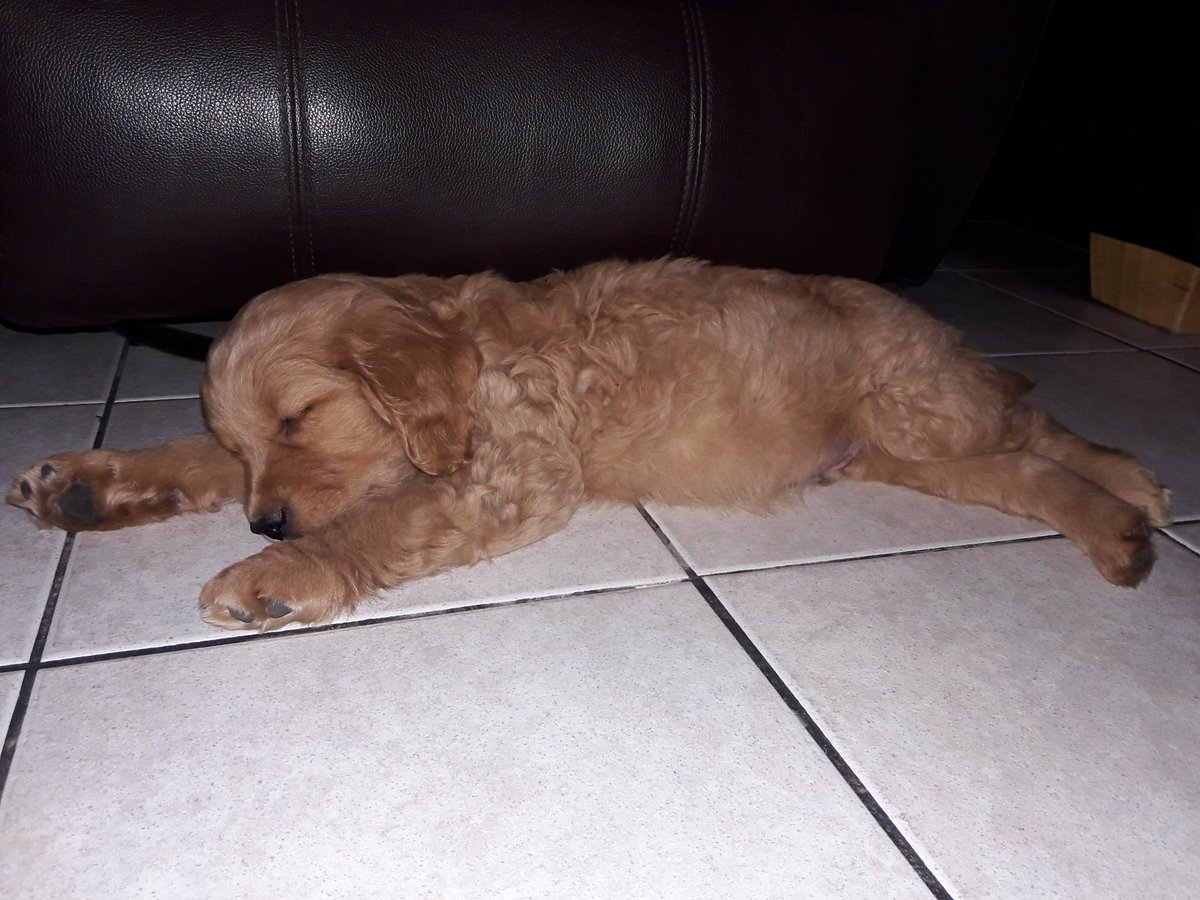 martty120's tweet photo. Orión 2 meses https://t.co/dvi6bOEH56