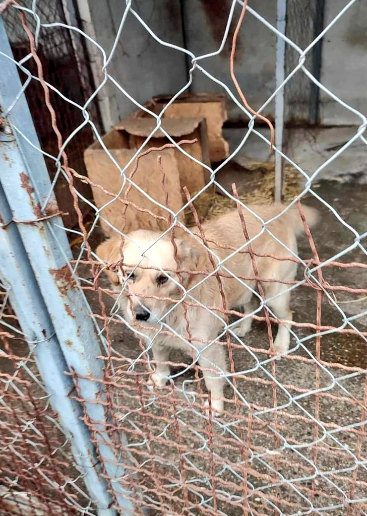 ⚠️URGENT APPEAL⚠️ Before Christmas, I told you about 2 Retrievers in a public pound that had days left, Louise reserved them, now we only have today to get these dogs out. It's a big ask after Christmas. PLEASE HELP US RAISE FUNDS TO SAVE THEM paypal.com/paypalme/Secon… REF: TWO