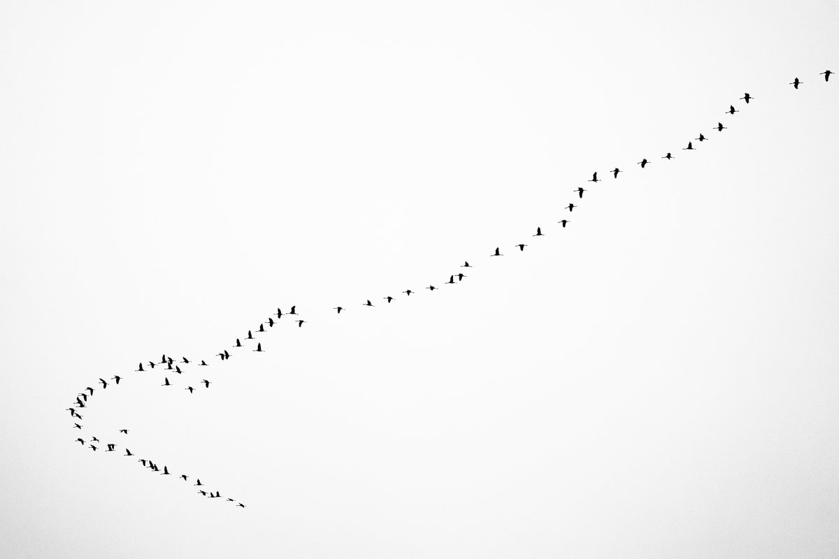 Bachblatt tweet media