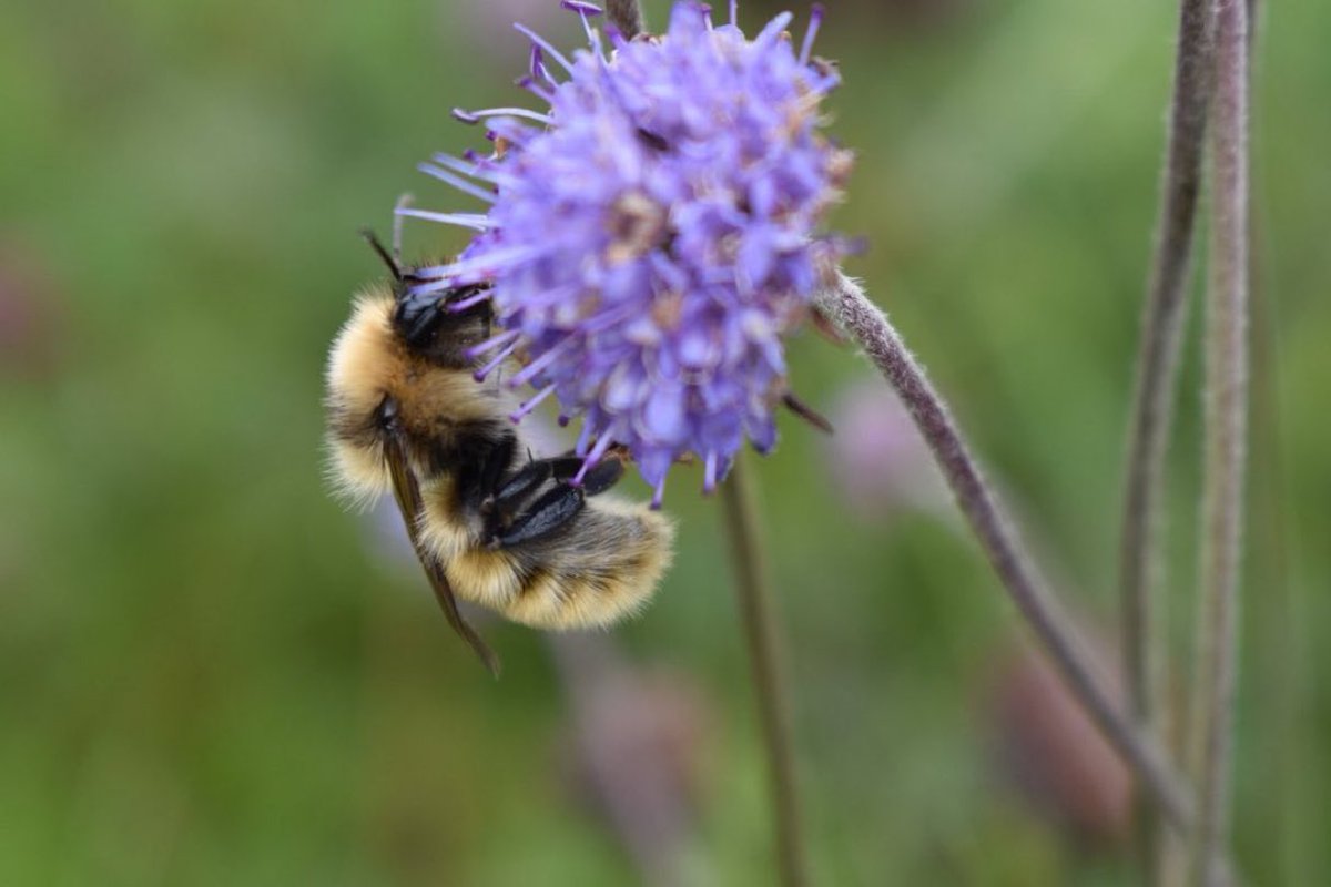 Only 3% of our wildflower meadows are left - bad news for bees and butterflies. RT if you think we should give pollinating insects a fighting chance by growing wildflowers in our gardens, communities, towns and countryside, and by avoiding pesticides and weedkillers 🐝