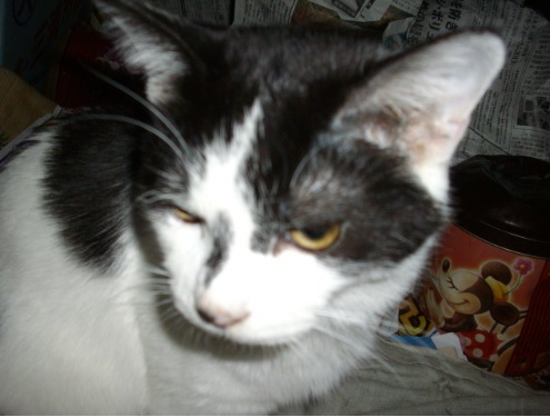 PikakeLoke's tweet photo. Umi
2013-4.1.2014🌈
We had sweet days. Rest in peace, my baby. https://t.co/orcZvTg3u7