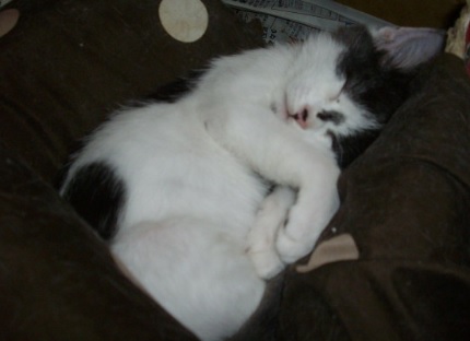 PikakeLoke's tweet photo. Umi
2013-4.1.2014🌈
We had sweet days. Rest in peace, my baby. https://t.co/orcZvTg3u7