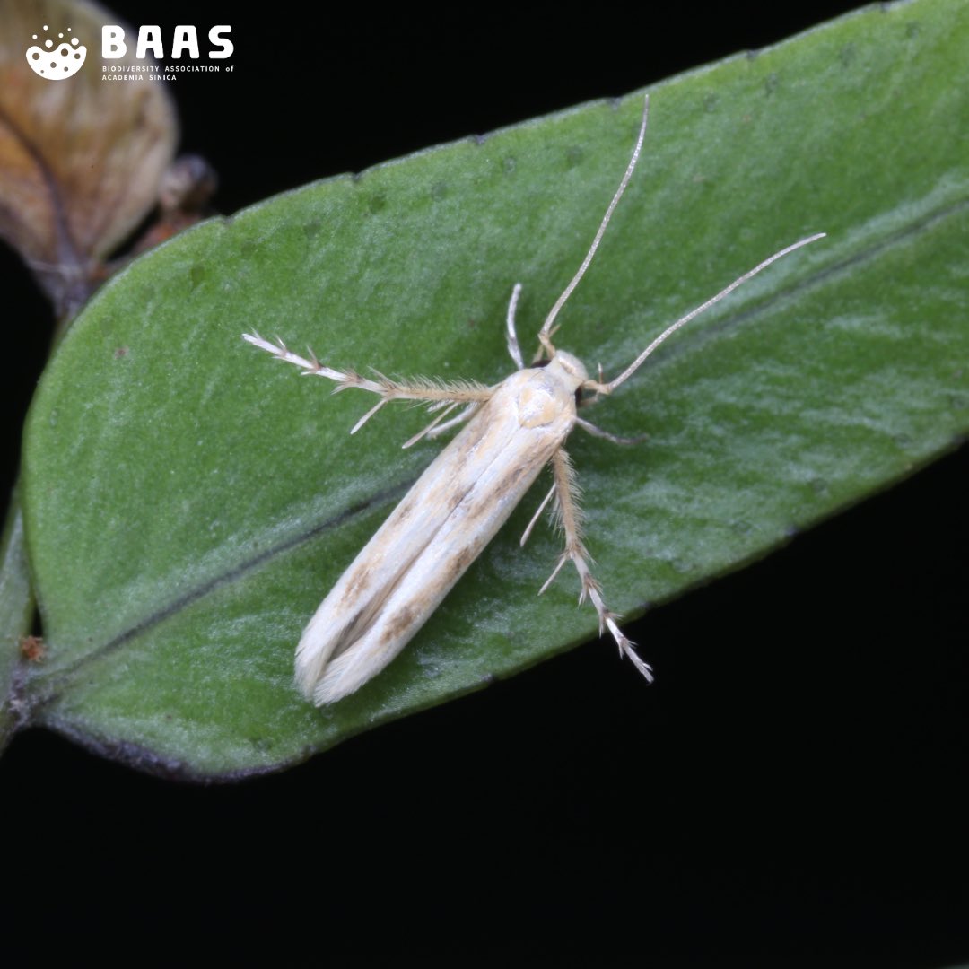BiodivAssoc_AS's tweet photo. He is one of the authors of the book “Butterfly Fauna of Taiwan Vol. V” with extraordinary illustrations which has provided a great categorization of Nymphalidae butterflies in Taiwan. Based on curator’s source Zong-Yu also won the “Dr. Sato Entomological taxonomy academic award” https://t.co/v5VFkribHX