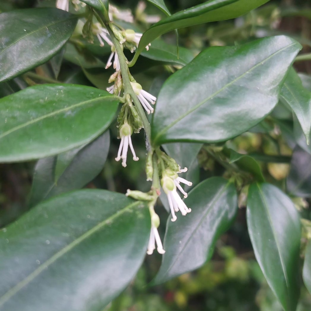 PlantPref's tweet photo. The strong sweetly scented flowers catch your attention but last years berries are probably more decorative: Sarcococca ruscifolia. My front door shrub. 

#sarcococca #sarcococcaruscifolia #winterbox #januaryflowers #scentedflowers #wintergarden #winterflowers #berries https://t.co/hEz9DhRAgn