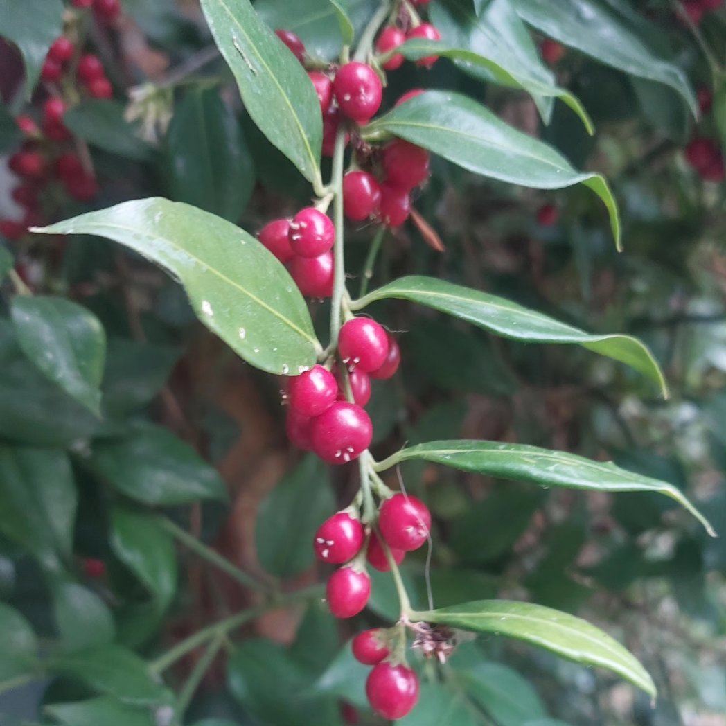 PlantPref's tweet photo. The strong sweetly scented flowers catch your attention but last years berries are probably more decorative: Sarcococca ruscifolia. My front door shrub. 

#sarcococca #sarcococcaruscifolia #winterbox #januaryflowers #scentedflowers #wintergarden #winterflowers #berries https://t.co/hEz9DhRAgn