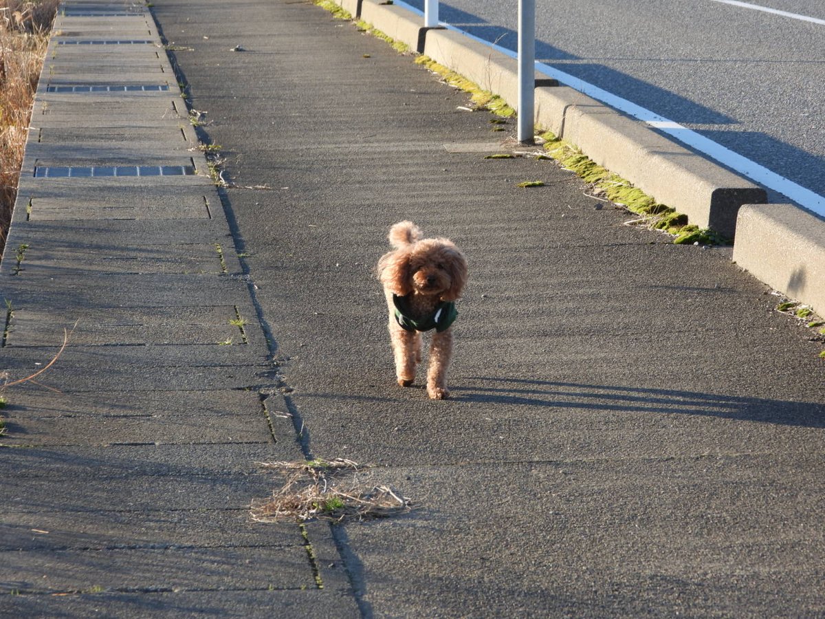 #石川県 #かほく市
服着たわんちゃんいたんだけど
#迷子犬 ?でしょうか？
#プードル かな？