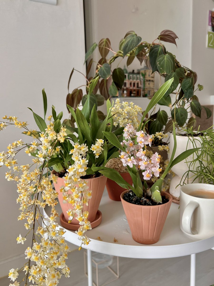 afre_official's tweet photo. 꽃색별로 모아버렸어요 🌼🌸 https://t.co/Xs8h64JP6D