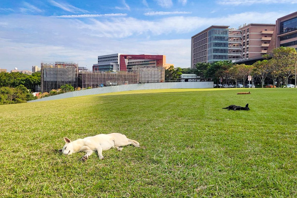NTHU_TAIWAN's tweet image. Classrooms after the New Year break be like 💤

The first work and class day of 2024! 
Wake up, everyone! The three dogs around the TSMC building are here to cheer you on for your final exams 💪💪💪