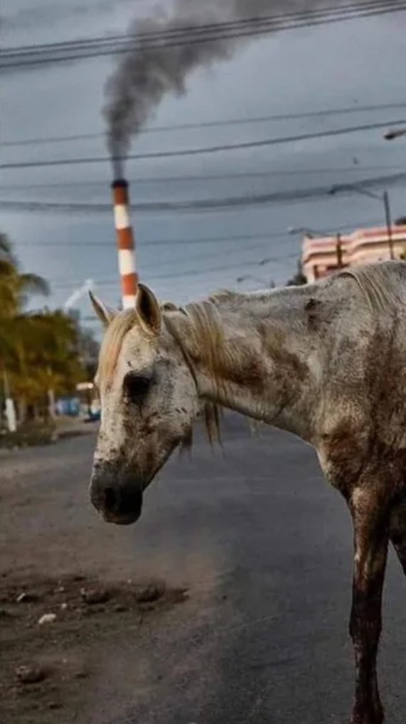 Rusům se podařilo zachránit přes 2000 let vymřelý druh jednorožce vatnikovského! Ten se naposledy proháněl po sibiřských tajgách ještě před narozením Ježíše Krista. Zrození jednorožce přitom bylo velice jednoduché - stačilo pouze oplodnit obyčejného koně pomocí sémě Vladimíra