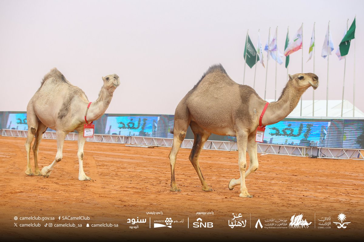 CamelClub's tweet photo. 📸
من عرض الإبل المشاركة على لجنة التحكيم.

فئة نخبة النخبة  "حمر"

⁧#مهرجان_الملك_عبدالعزيز_للإبل8⁩
#عز_لاهلها https://t.co/14CGZ5Auc4
