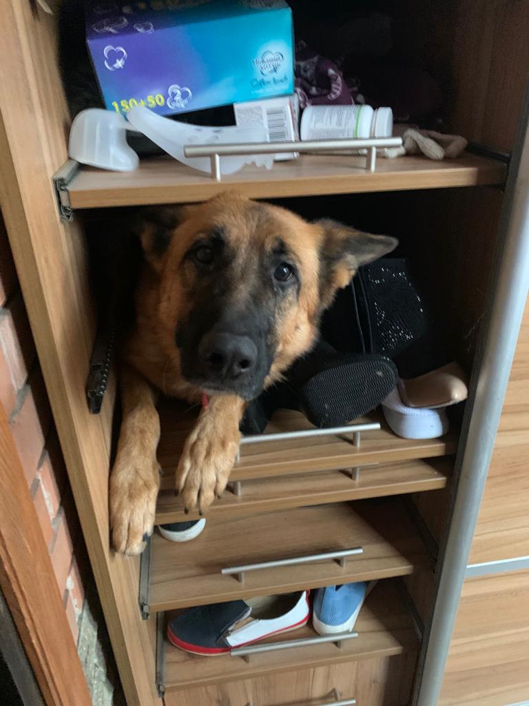 AlexBondODUA's tweet photo. Pets are very afraid of explosions... 

Photo from a friend of mine in Kyiv. https://t.co/qyOiXBSSbZ