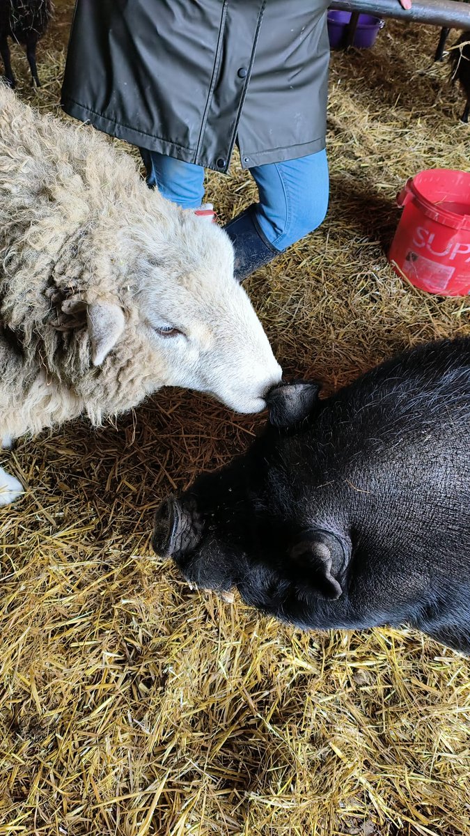 Sweet, sociable #TobyPig spent #NewYearsDay with his sheepie friends 💖🐗🐑  

We absolutely LOVE the bonds that form between our animals. No #speciesism here – just pals hanging out, enjoying each other's company, & appreciating the comfort & reassurance of another's presence 🤗