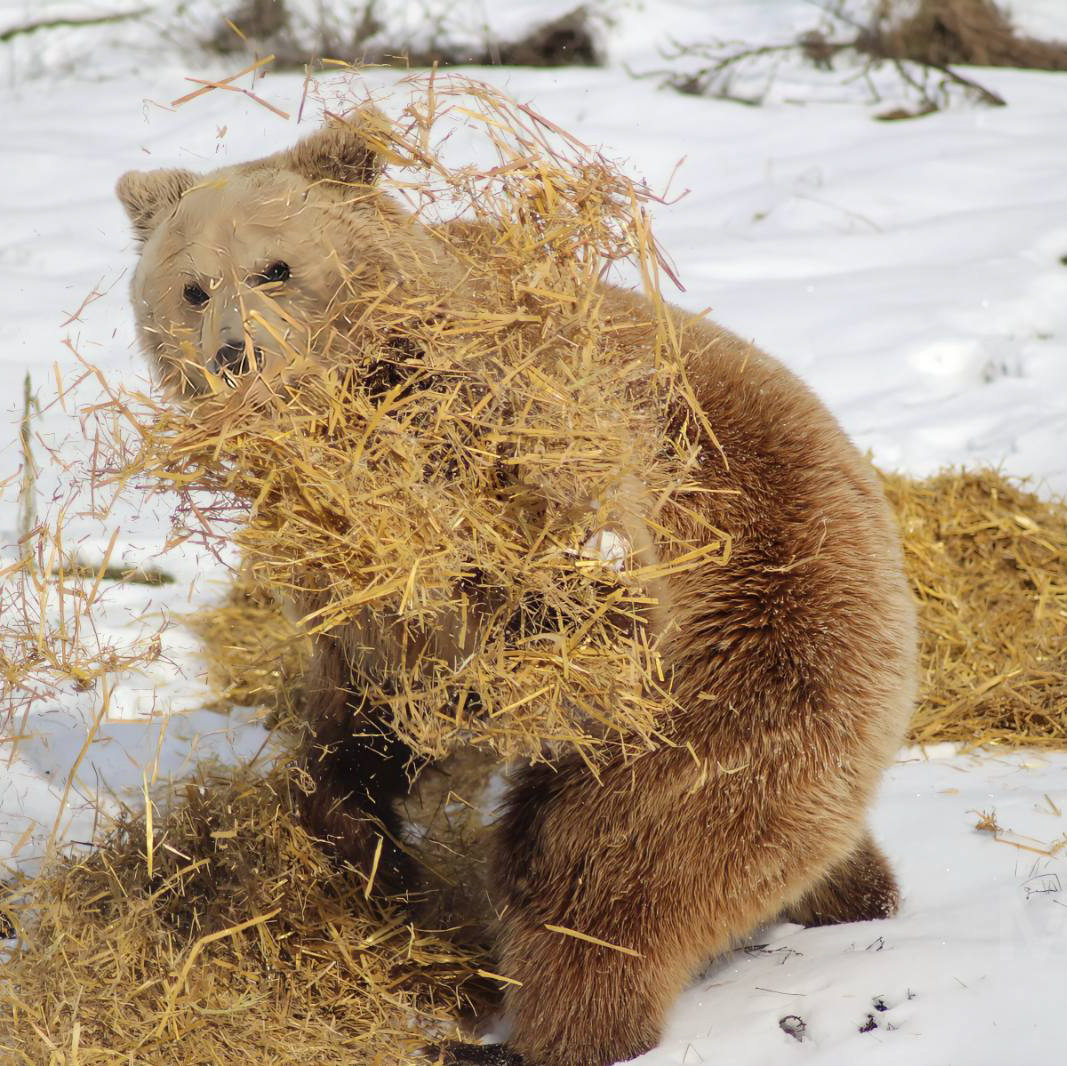 Wake up and smell the ... straw? An olfactory #enrichment that is a particular favourite of our bears is straw. Just see Bear Andri 🐻 throwing it around at @kosovo_bears .