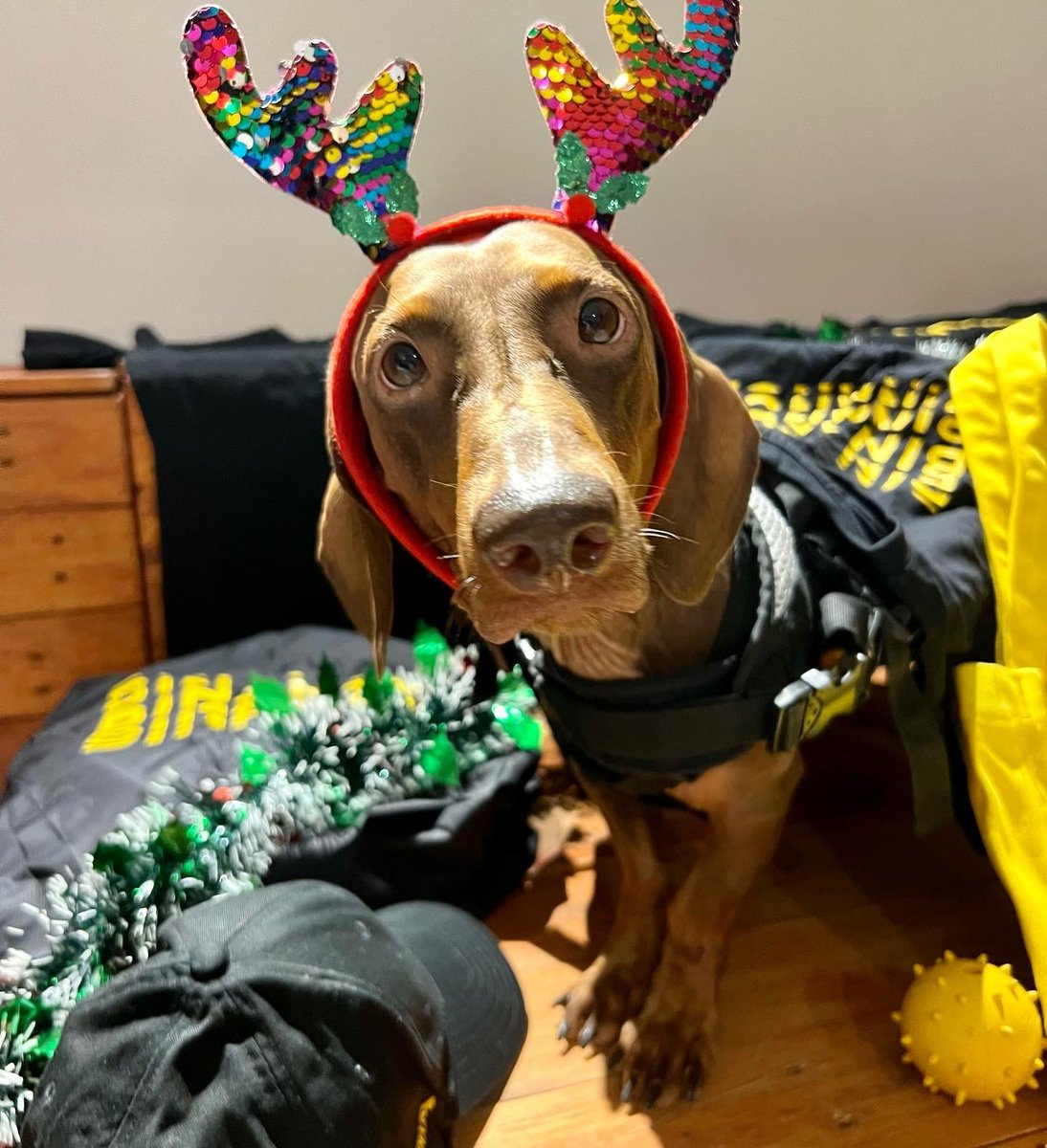"Hey, you! You've only got until January 4 to share your #BinanceChristmas decorations"

That $150 in #BNB could still be yours - more details on how to enter in the tweet below.

📸 milo.dachshund2018 (Instagram)