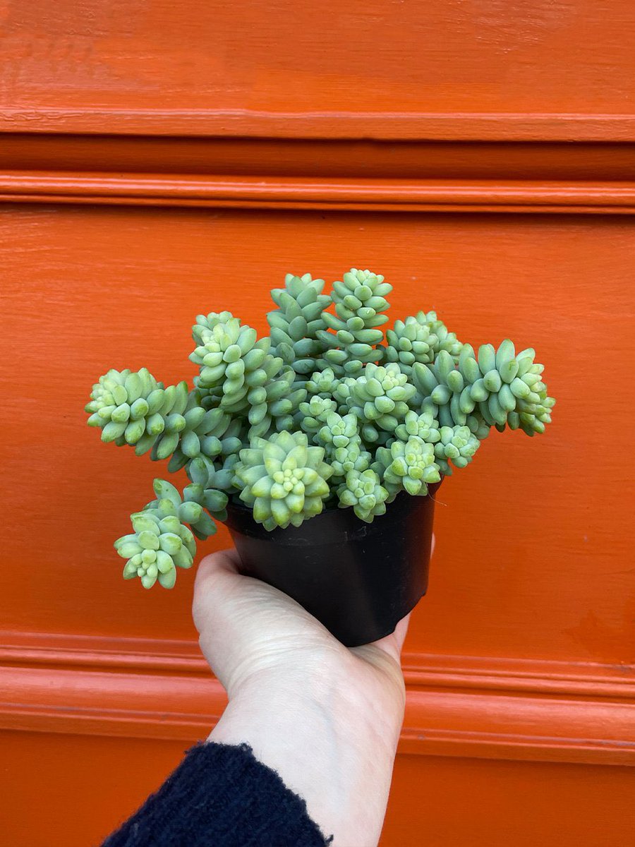 PlantShopManchester tweet media