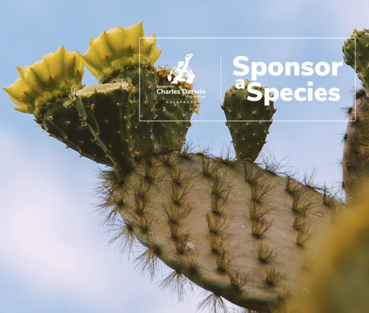 Mike Martin (@museumevogen) on Twitter photo Please consider making a donation to help <a href="/pjaramillod/">Patricia Jaramillo Díaz</a> and <a href="/DarwinFound/">Charles Darwin Foundation-Fundación Charles Darwin</a> protect the Galapagos prickly pear cactus (Opuntia echios) and other threatened Galapagos flora:
Adopt a plant: darwinfoundation.org/en/sponsor/gal…
Crowdfunding: darwinfoundation.org/en/get-involve… Please consider making a donation to help <a href="/pjaramillod/">Patricia Jaramillo Díaz</a> and <a href="/DarwinFound/">Charles Darwin Foundation-Fundación Charles Darwin</a> protect the Galapagos prickly pear cactus (Opuntia echios) and other threatened Galapagos flora:
Adopt a plant: darwinfoundation.org/en/sponsor/gal…
Crowdfunding: darwinfoundation.org/en/get-involve…