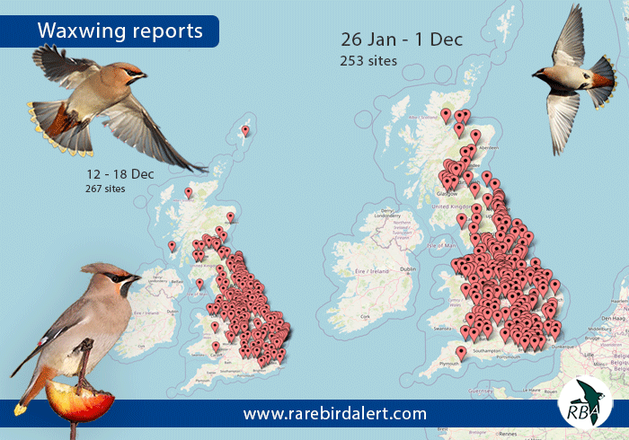 RareBirdAlertUK's tweet image. Your Weekly #Waxwing Sightings Map

Although the number of sites recording #Waxwings was down slightly on recent weeks, they continued their slow progress south and west over the Christmas and New Year period.

For all the latest birdnews as it happens get a free trial of our app…