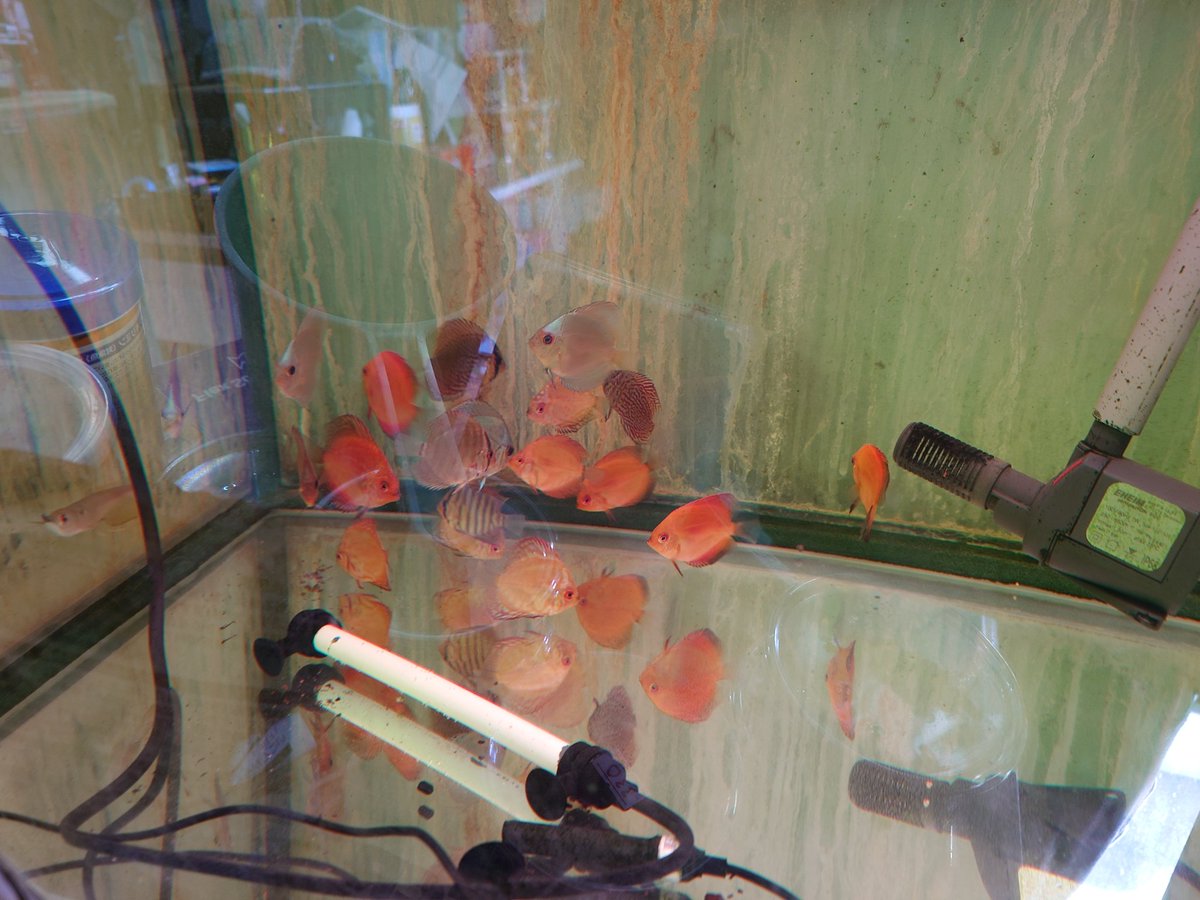 ada_nettaigyo's tweet photo. 新年初売セール！
１/2〜４日10時〜19時　
店内約800種類の
熱帯魚表示価格より
オール２割引🤩
(１部対象外あり)

#セール
#古代魚
#ディスカス
#水草
#プレコ
#コリドラス https://t.co/dcXZ3cHQMh