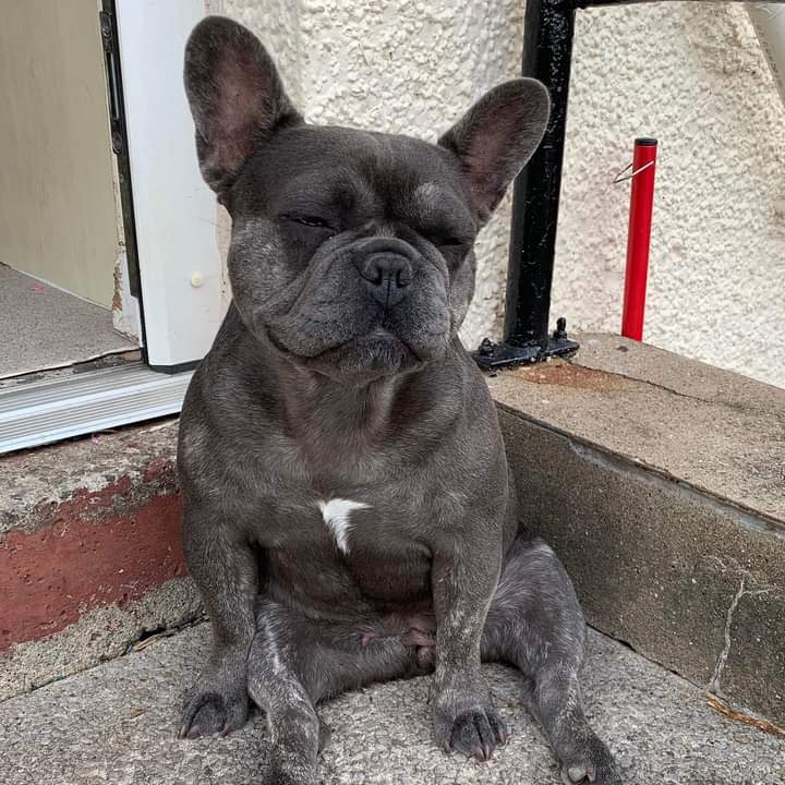 frenchie_cmnty's tweet photo. #frenchbulldog #frenchielover #frenchie #doglover #puppies #pets #dogsoftwitter https://t.co/9Ejaor74LQ